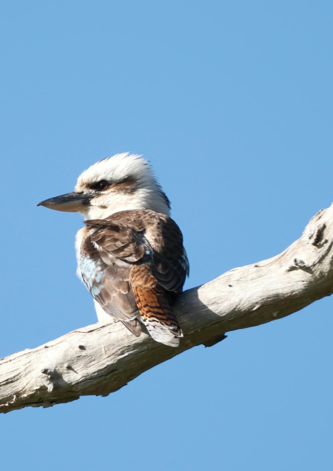 A laughing kookaburra perched on a branch against a blue sky